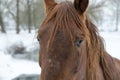 Portrait of horse on white winter iced snowy background Royalty Free Stock Photo