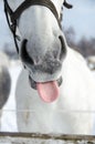 Portrait of horse on white winter iced snowy background Royalty Free Stock Photo