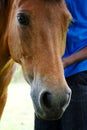 Portrait of horse Royalty Free Stock Photo
