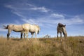 Portrait of horses against blue sky Royalty Free Stock Photo