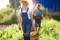 Horticulturist young couple taking care of garden and collecting fresh vegetables in crate.