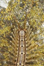 Portrait of house centipede, Scutigera coleoptrata