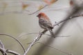 Portrait of house finch bird