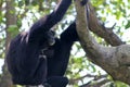 Portrait howling monkey