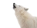 Portrait of a howling polar wolf isolated on white