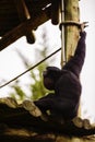 Portrait of a howling siamang gibbon monkey Symphalangus syndac Royalty Free Stock Photo