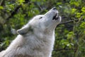 Portrait of a howling white wolf