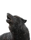 Portrait Howling wolf winter isolated on a white Royalty Free Stock Photo