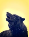 Portrait Howling wolf winter on yellow background Royalty Free Stock Photo