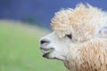 A Portrait of Huacaya Alpaca