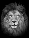 Portrait of huge beautiful male African lion against black background Royalty Free Stock Photo