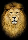 Portrait of huge beautiful male African lion against black background Royalty Free Stock Photo