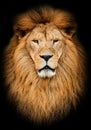 Portrait of huge beautiful male African lion against black background