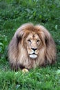 Portrait of huge beautiful male African lion against black background Royalty Free Stock Photo