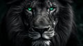 Portrait of huge beautiful male African lion with green eyes against black background Royalty Free Stock Photo