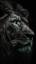 Portrait of huge beautiful male African lion with green eyes against black background Royalty Free Stock Photo