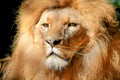 Portrait of huge beautiful male African Lion Royalty Free Stock Photo