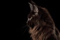 Huge Maine Coon Cat Isolated on Black Background