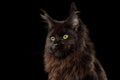 Huge Maine Coon Cat Isolated on Black Background