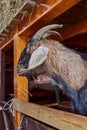 Portrait of a goat looking out of a stall on a livestock farm. Royalty Free Stock Photo
