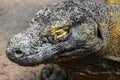 Portrait of huge head with close eye of Komodo dragon in Bali, Indonesia Royalty Free Stock Photo