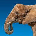 Portrait of huge and powerful African elephant with tusks at blue sky gradient background with copy space for text, closeup, Royalty Free Stock Photo