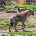 Portrait of huge and powerful African spotted hyena