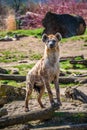 Portrait of huge and powerful African spotted hyena