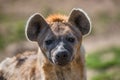 Portrait of huge and powerful African spotted hyena