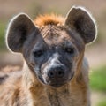 Portrait of huge and powerful African spotted hyena