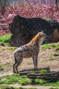 Portrait of huge and powerful African spotted hyena