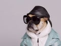 Portrait of human like bull dog with sunglasses and fashionable dressing