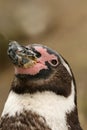 Portrait of a humboldt penguin