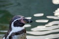 Portrait of Humboldt penguin in Latin called Spheniscus humboldti, species endemic to South America. Royalty Free Stock Photo