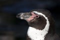 Portrait of a Humboldt pinguin