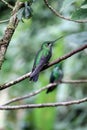 Humming Bird Detail Royalty Free Stock Photo