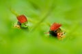 Portrait hummingbird Tufted Coquette, Lophornis ornatus, colourful hummingbird with orange crest and collar in green and violet