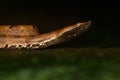 Portrait of a hump-nosed pit viper from Goa, India Royalty Free Stock Photo