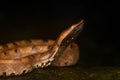 Portrait of hump-nosed pit viper showing side profile and head details Royalty Free Stock Photo