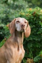 Portrait of a hungarian hound