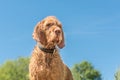 Portrait of a Hungarian Pointer Vizsla dog in front of a blue sky background Royalty Free Stock Photo