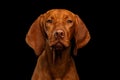 Portrait of Hungarian Vizsla Dog on isolated black background Royalty Free Stock Photo