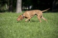 Portrait of a Hungarian Vizsla dog