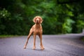 Portrait of hungarian vizsla hunter dog