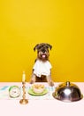 Portrait of hungry aristocratic schnauzer, breed dog sitting on table with different delicious meals and decorated