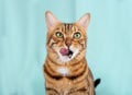 Portrait of hungry bengal cat licking its lips Royalty Free Stock Photo