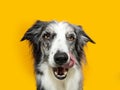 Portrait hungry border collie dog eating and licking its lips with tongue. Isolated on yellow background on summer season