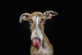 Portrait hungry brindle greyhound licking its lips with tongue. Isolated on black background
