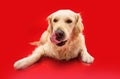 Portrait hungry golden retriever dog lying down and licking its lips with tongue. Isolated on red backgorund Royalty Free Stock Photo