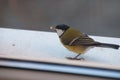 Portrait of a Great Tit on the window sill trying a sunflower seed during winter